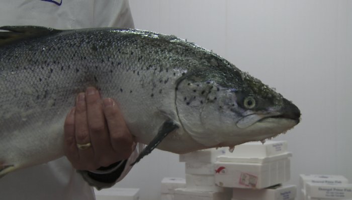 Fish